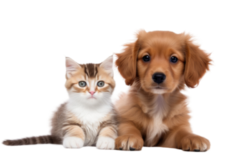Cute small kitten and puppy on a white backdrop.