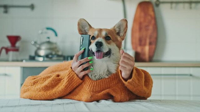 a dog dressed like a person with hands talking on the phone