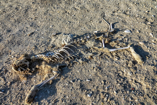 Animal carcasses, skeleton of a cat buried in the sand, wind-blown sand