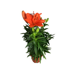 Lily bright orange flower with leaves isolated cutout object side view, houseplant in pot floral bouquet, clipping path soft focus