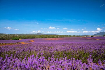 Fototapeta na wymiar Picturesque landscape featuring a vibrant field of purple lavenders