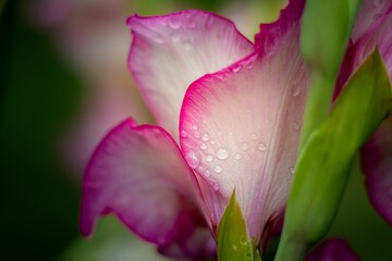 Vibrant pink flower with water droplets on its delicate petals