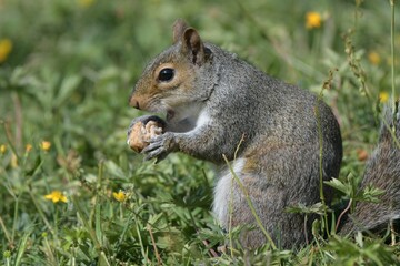 squirrel eating nut