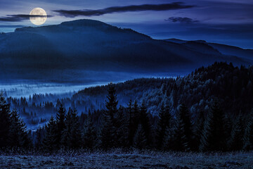cold fog in the valley in autumn at night. spruce forest on the hill in apuseni mountains of romania. mysterious countryside scenery in full moon light