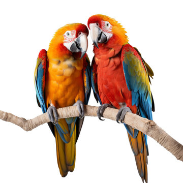 two cute colorful macaws isolated on transparent background cutout , generative ai