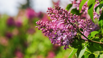 Fototapeta na wymiar lilac blossom in the garden. beautiful floral background in springtime