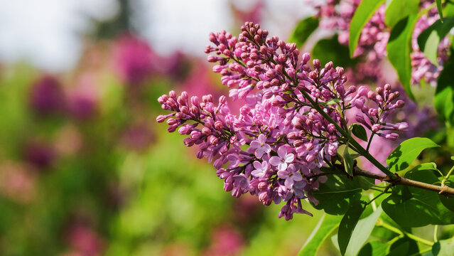 lilac blossom in the garden. beautiful floral background in springtime