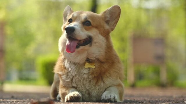 Welsh Corgi Dog Breathing With Open Mouth Tongue Out Close Up,turning His Head