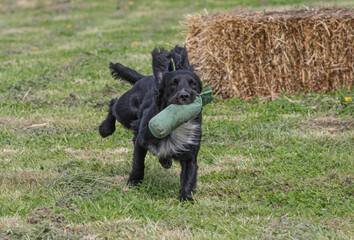 Working Springer and Cocker Spaniels gun dog training session practicing scurries.  From novice to intermediate the spaniels were put through their paces with seen and blind retrieves 