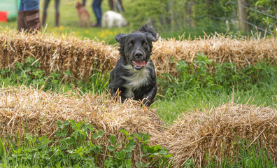 Working Springer and Cocker Spaniels gun dog training session practicing scurries.  From novice to intermediate the spaniels were put through their paces with seen and blind retrieves 