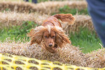 Working Springer and Cocker Spaniels gun dog training session practicing scurries.  From novice to intermediate the spaniels were put through their paces with seen and blind retrieves 