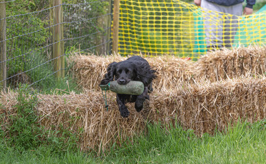 Working Springer and Cocker Spaniels gun dog training session practicing scurries.  From novice to intermediate the spaniels were put through their paces with seen and blind retrieves 