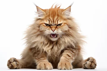 Fotobehang mad angry orange cat © Poprock3d