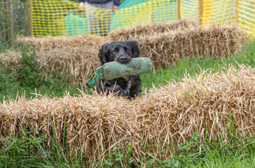 Working Springer and Cocker Spaniels gun dog training session practicing scurries.  From novice to intermediate the spaniels were put through their paces with seen and blind retrieves 