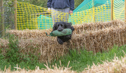 Working Springer and Cocker Spaniels gun dog training session practicing scurries.  From novice to intermediate the spaniels were put through their paces with seen and blind retrieves 