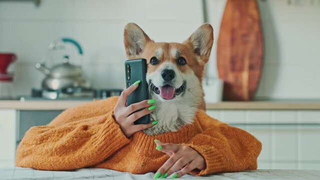 corgi dog in a orange sweater and with human hands talking on phone at the table