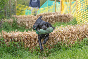 Working Springer and Cocker Spaniels gun dog training session practicing scurries.  From novice to intermediate the spaniels were put through their paces with seen and blind retrieves 