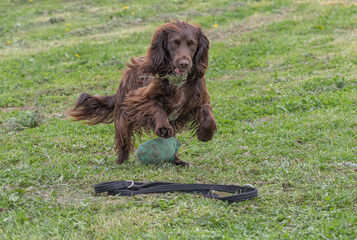 Working Springer and Cocker Spaniels gun dog training session practicing scurries.  From novice to intermediate the spaniels were put through their paces with seen and blind retrieves 