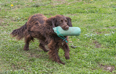 Working Springer and Cocker Spaniels gun dog training session practicing scurries.  From novice to intermediate the spaniels were put through their paces with seen and blind retrieves 