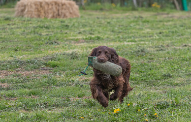 Working Springer and Cocker Spaniels gun dog training session practicing scurries.  From novice to intermediate the spaniels were put through their paces with seen and blind retrieves 