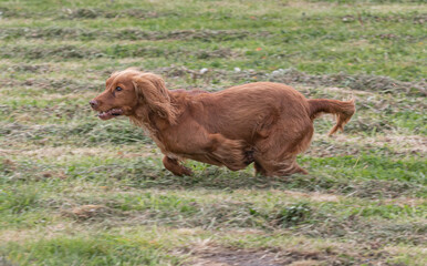 Working Springer and Cocker Spaniels gun dog training session practicing scurries.  From novice to intermediate the spaniels were put through their paces with seen and blind retrieves 