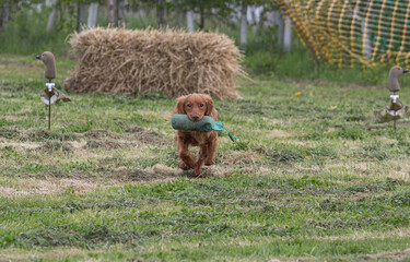 Working Springer and Cocker Spaniels gun dog training session practicing scurries.  From novice to intermediate the spaniels were put through their paces with seen and blind retrieves 