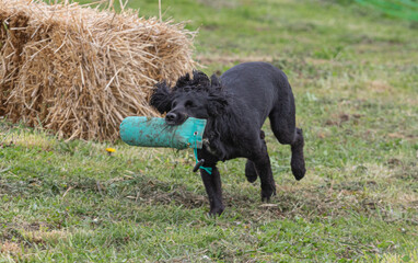 Working Springer and Cocker Spaniels gun dog training session practicing scurries.  From novice to intermediate the spaniels were put through their paces with seen and blind retrieves 