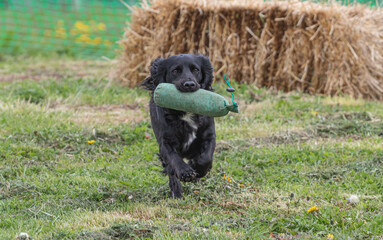 Working Springer and Cocker Spaniels gun dog training session practicing scurries.  From novice to intermediate the spaniels were put through their paces with seen and blind retrieves 