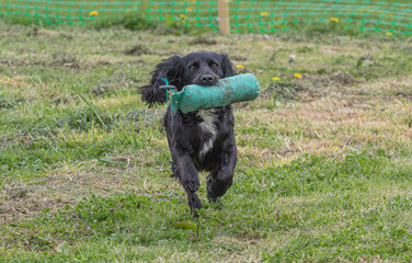 Working Springer and Cocker Spaniels gun dog training session practicing scurries.  From novice to intermediate the spaniels were put through their paces with seen and blind retrieves 