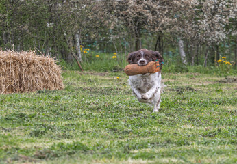 Working Springer and Cocker Spaniels gun dog training session practicing scurries.  From novice to intermediate the spaniels were put through their paces with seen and blind retrieves 