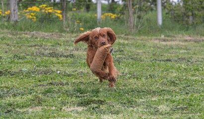 Working Springer and Cocker Spaniels gun dog training session practicing scurries.  From novice to intermediate the spaniels were put through their paces with seen and blind retrieves 