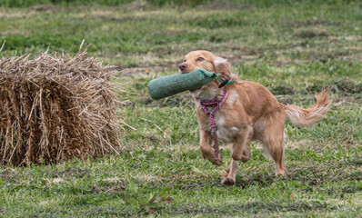 Working Springer and Cocker Spaniels gun dog training session practicing scurries.  From novice to intermediate the spaniels were put through their paces with seen and blind retrieves 