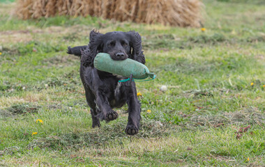 Working Springer and Cocker Spaniels gun dog training session practicing scurries.  From novice to intermediate the spaniels were put through their paces with seen and blind retrieves 