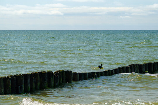 A black cormorant perched on an old wooden jetty
