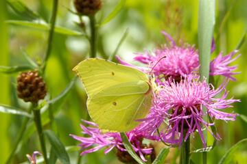 Common brimstone (Gonepteryx rhamni) feeding on  Centaurea flowers.