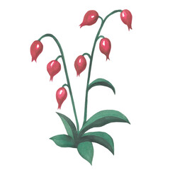 Watercolor illustration of a pink flower in medieval style. Made by hand isolated on transparent background