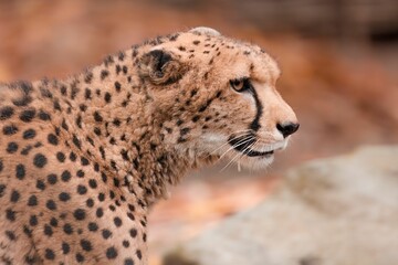 Cheetah looking towards against blurred background