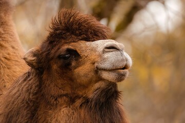 Closeup shot of a Bactrian camel against a blurry background. Camelus bactrianus.