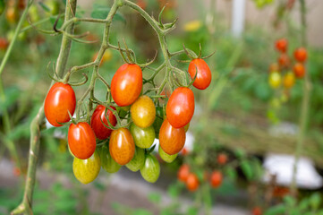 Tomate cereja vermelho