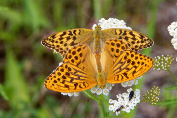 Mating silver-washed fritillarys on yarrow flowers.