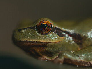 Ranita de San Antonio verde, fotografía macro de ojo anaranjado con fondo verde oscuro desenfocado