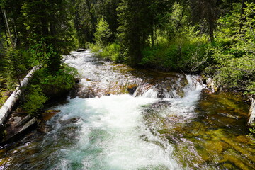 Fototapeta premium Clear creek brook river at Grand Teton National Park in early summer, Wyoming, USA