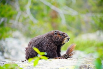 Fototapeta premium American Beaver in Grand Teton National Park, Wyoming, USA 