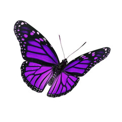 Beautiful Monarch Butterfly