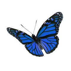 Obraz na płótnie Canvas Beautiful Monarch Butterfly