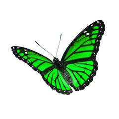 Beautiful Viceroy Butterfly