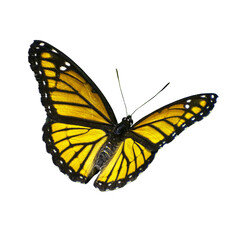 Beautiful Viceroy Butterfly