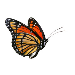 Fototapeta na wymiar Beautiful Viceroy Butterfly