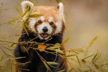 Closeup shot of a red panda with open mouth behind tree branch