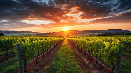 Foto op Canvas A picture of a vineyard at sunset with rows of vines disappearing into the horizon. © Finn